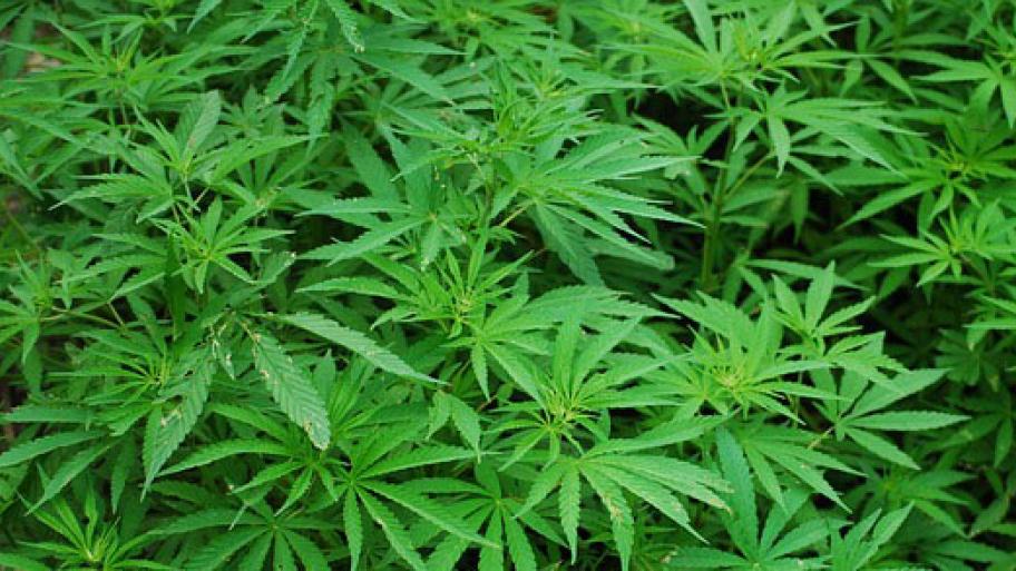 mehrer Blätter einer großen Cannabispflanze füllen das gesamte Bild aus