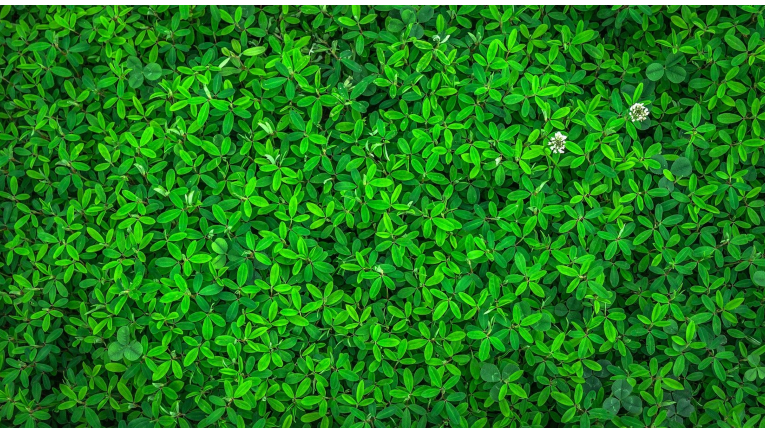 kleine grüne Blätter