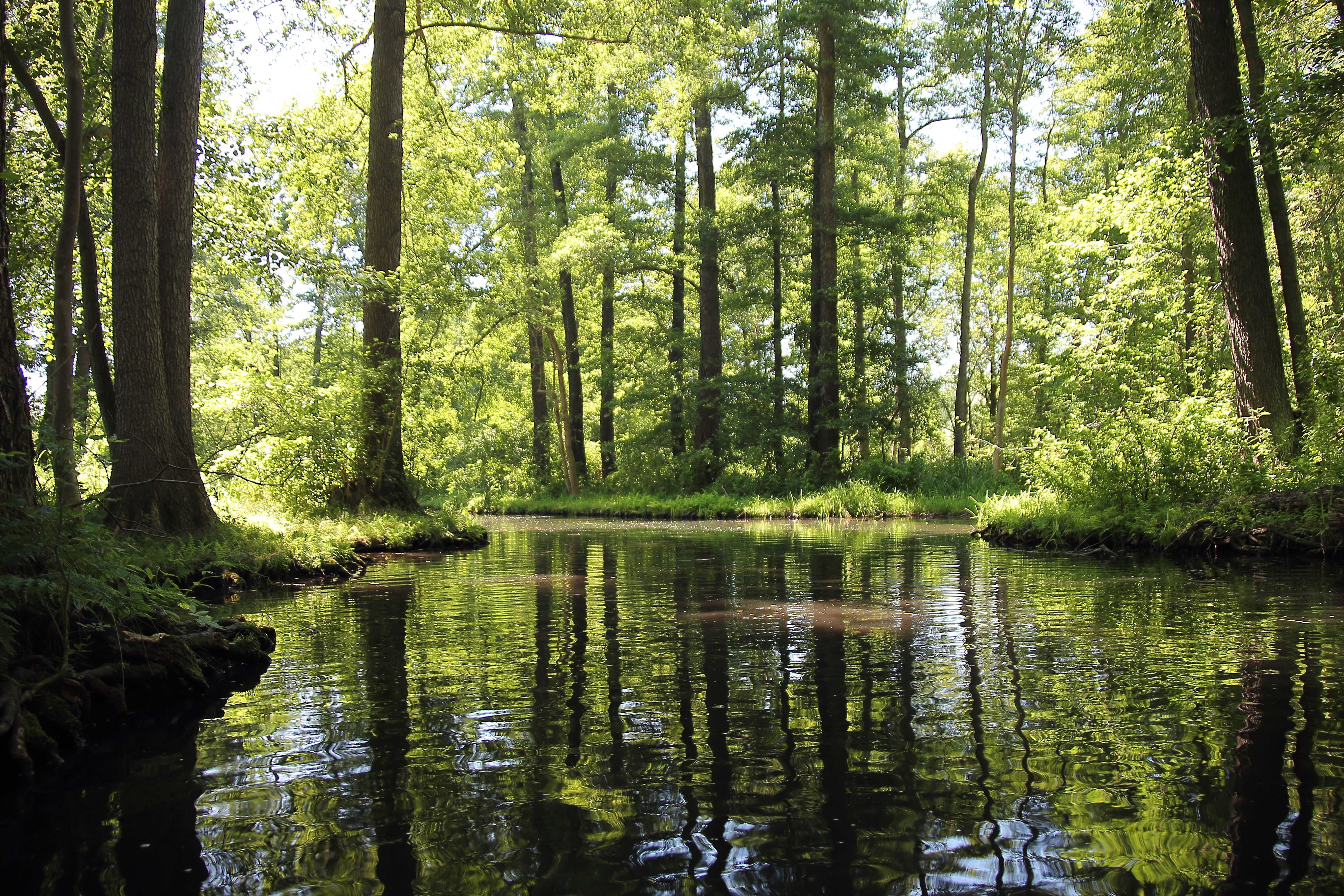 Ein Fluss fließt durch einen Wald 