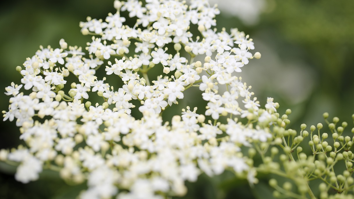 Holunderblüte mit vielen kleinen weißen Blüten