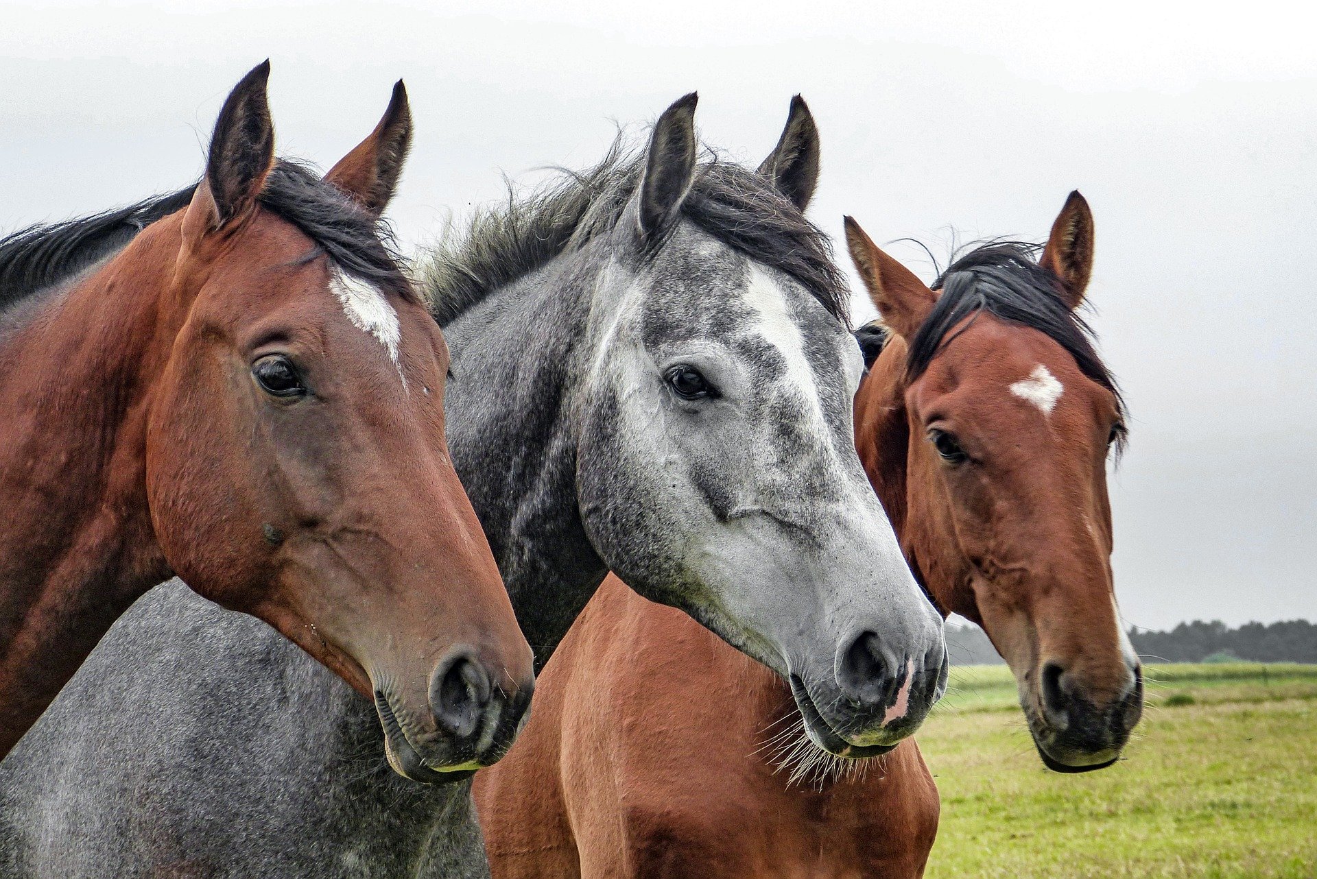 Drei Pferde, zwei braune, ein graues, stehen seitlich nebeneinander auf einer grünen Wiese