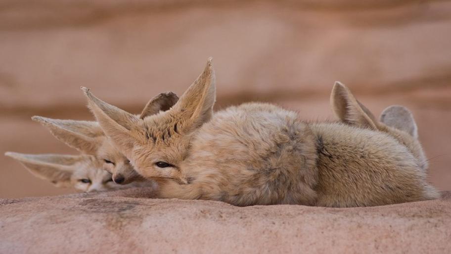 Drei Wüstenfüchse die auf einem Stein liegen und fast schlafen.
