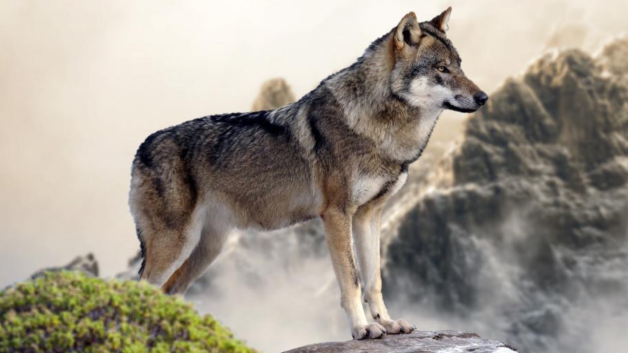 ein grau-brauner Wolf steht in der Seitenansicht auf einem Felsen
