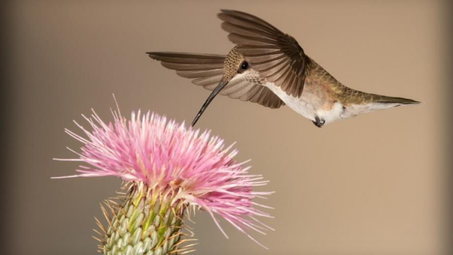 ein bräunlicher Kolibri im Flug steckt seinen langen Schnabel in eine rosafarbene Blumenblüte