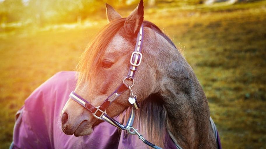 Deutsches Reitpony auf Wiese