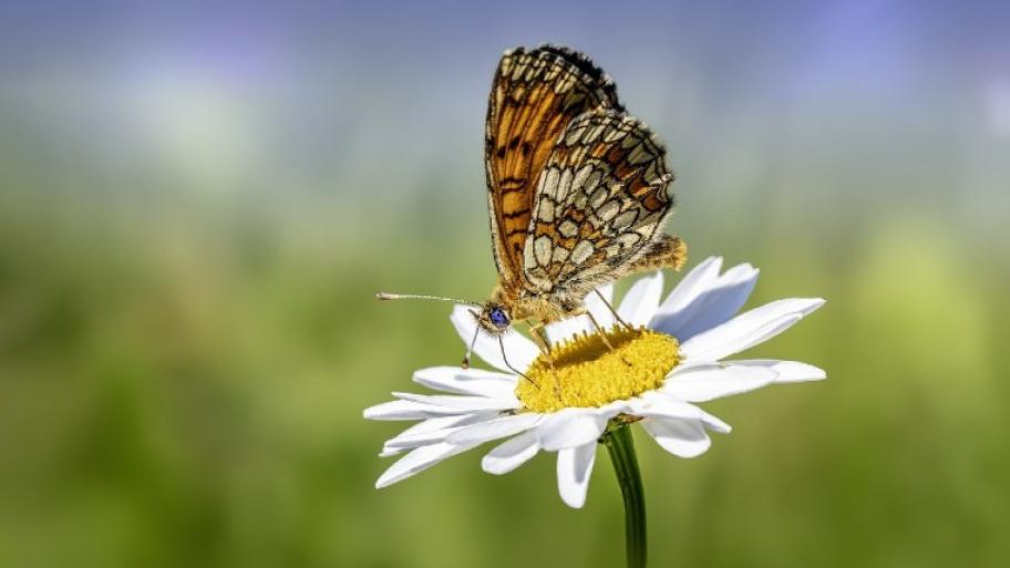 Orangener Schmetterling sitzt auf weißer Blume