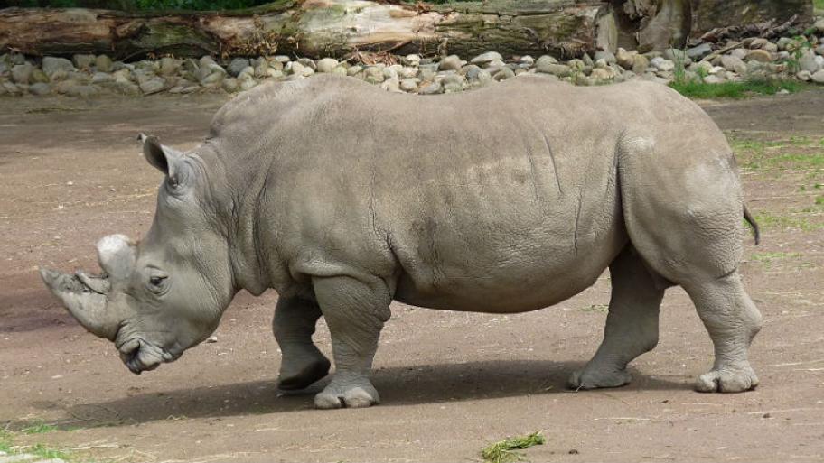 Nördliches Breitmaulnashorn