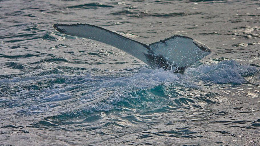 die Schwanzflosse eines weißen Buckelwales ragt aus dem Meer