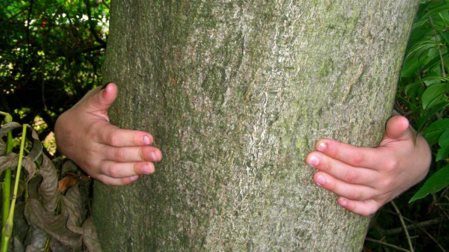 Hände umarmen einen Baumstamm