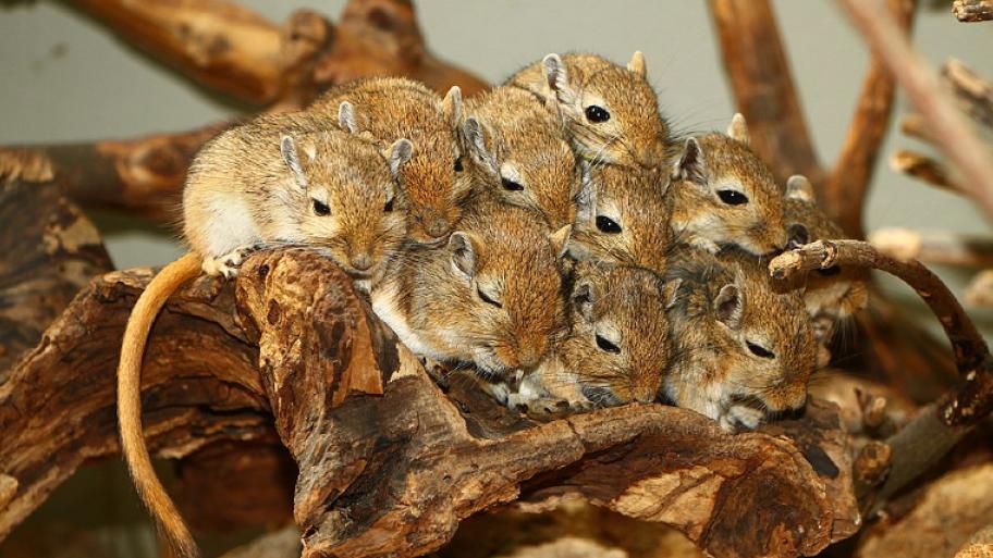 Wüstenrennmaus