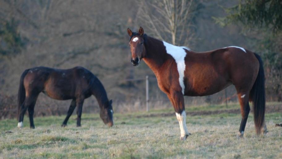 zwei Pferde stehen auf einer Wiese. Das Linke ist dunkelbraun und grast. Das andere ist das american paint horse. es ist braun weiß gefleckt.