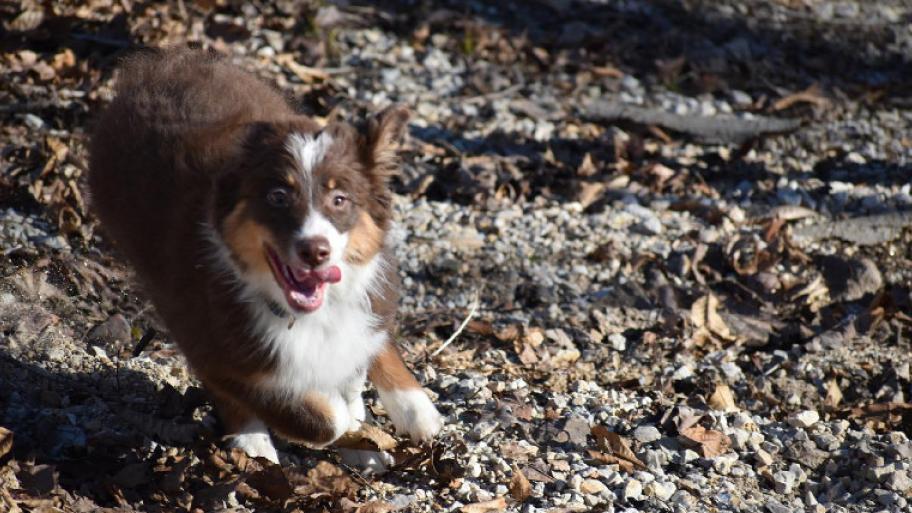 Australian Shephard rennt über Laubblätter mit herausgestreckter Zunge