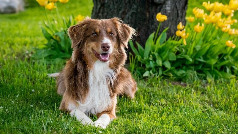 Hund sitzt in der Wiese, im Hintergrund gelbe Tuplen; langes, braun-weißes Fell