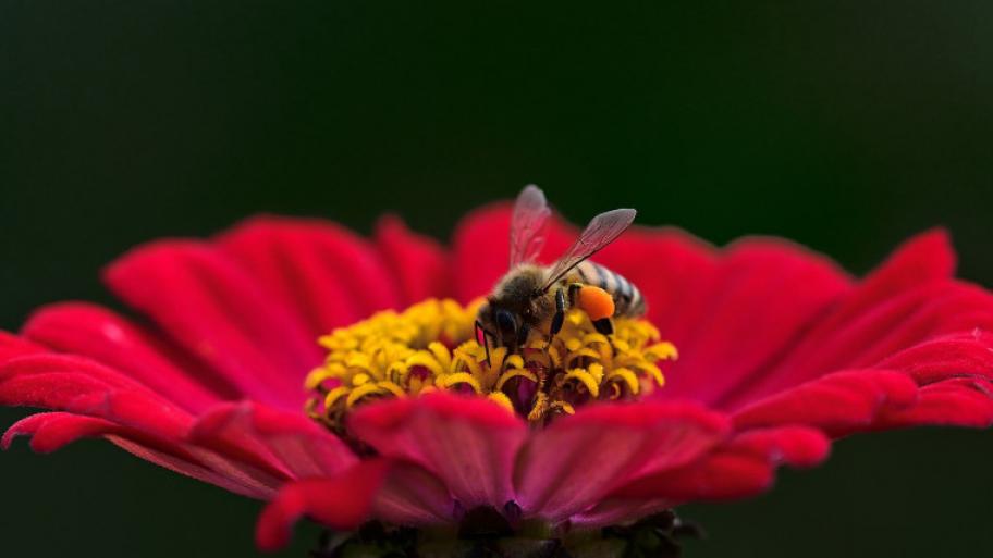 Biene bei der Bestäubung