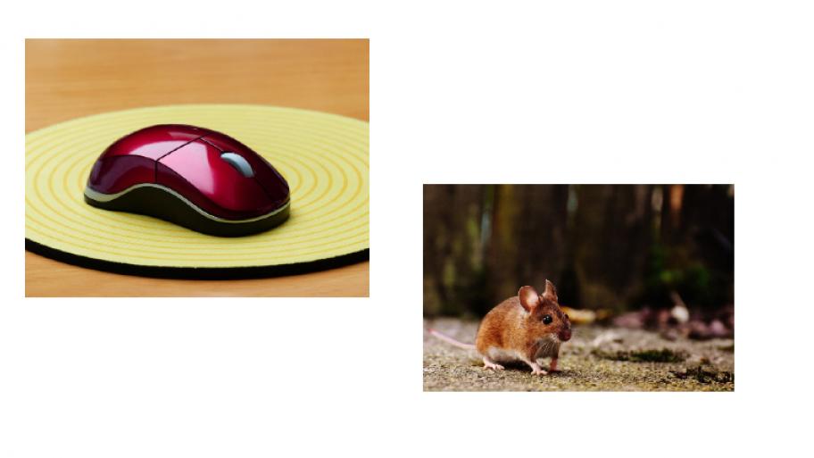 Computermaus und normale Maus