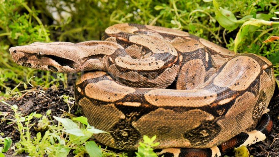 Boa constrictor liegt eingerollt im Gras; Körper: schuppenartig, aber glatt, dunkelbraun-hellbraune Musterung (typisches Schlangenmuster)
