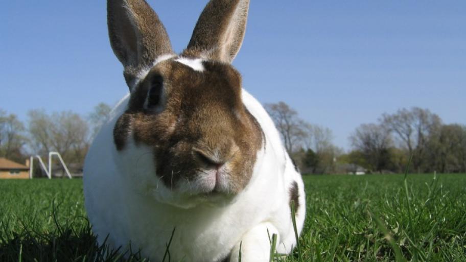 ein braun-weißes Rexkaninchen sitzt auf einer grünen Wiese und schaut in die Kamera