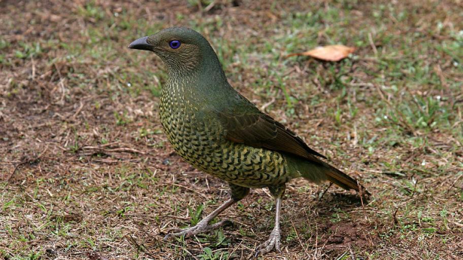 Ein kleiner Vogel mit grün schimmerndem Fell und blauen Augen