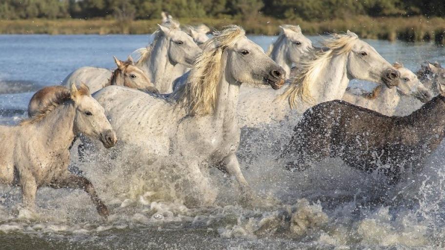 Pferde galoppieren in einer großen Herde durchs Wasser, weiße Fellfarbe