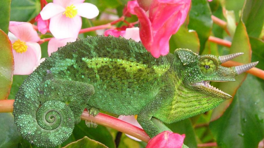 ein grünes Chamäleon sitzt auf einem Ast in einem grünen Strauch mit rosa Blüten