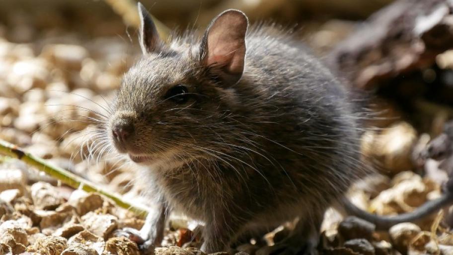 Degu (Nagetier der Gattung Strauchratte) sitzt auf Pellets; große rosa Ohren und graues glattes Fell