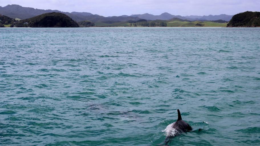 Im Wasser schwimmt ein Delfin, der nur von hinten zu erkennen ist, am Horizont erstreckt sich eine Landschaft aus Bergen und Wiesen