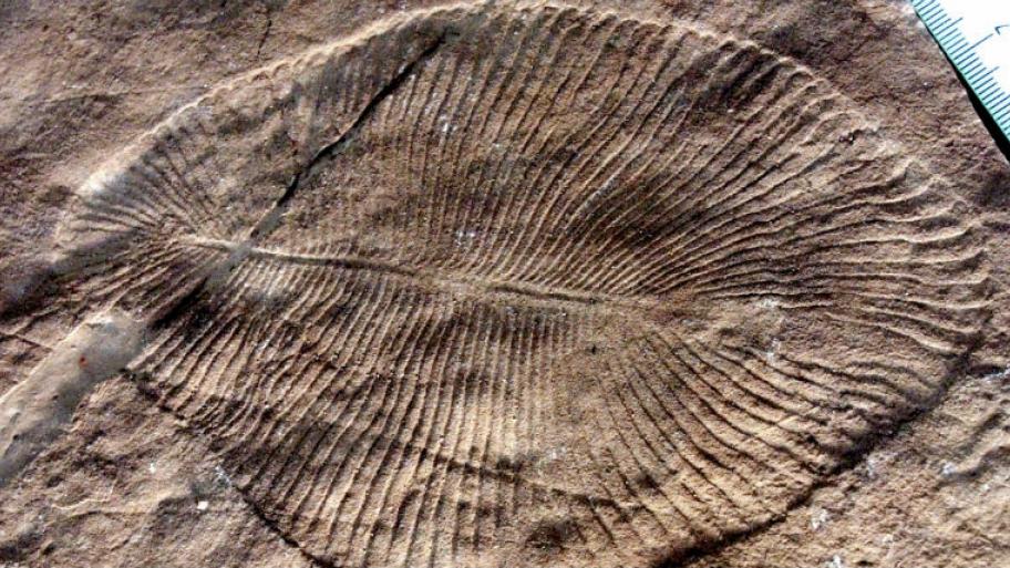 Zu sehen ist ein "Dickinsonia"-Fossil