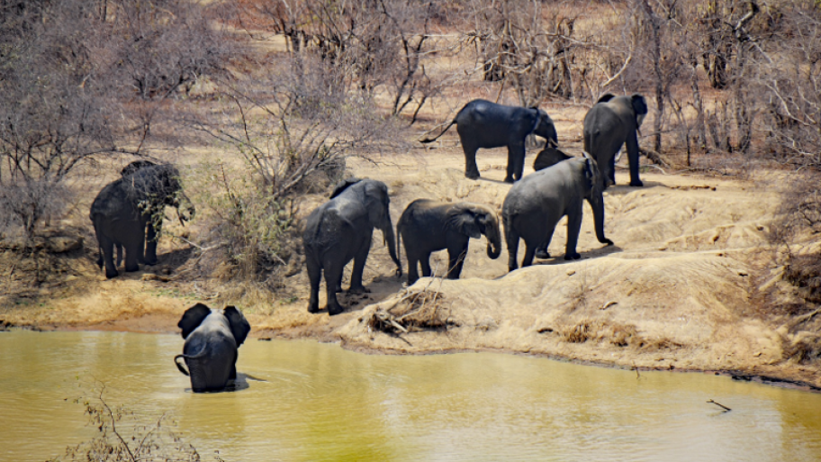 eine Herde Elefanten sind zu sehen, wie sie in braun- gelbem Wasser baden. Um sie herum ist eine Savanne zu sehen