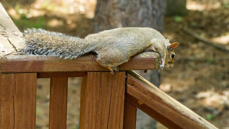Eichhörnchen liegt auf dem Holzzaun einer Veranda, lässt die Pfoten runterhängen und entspannt