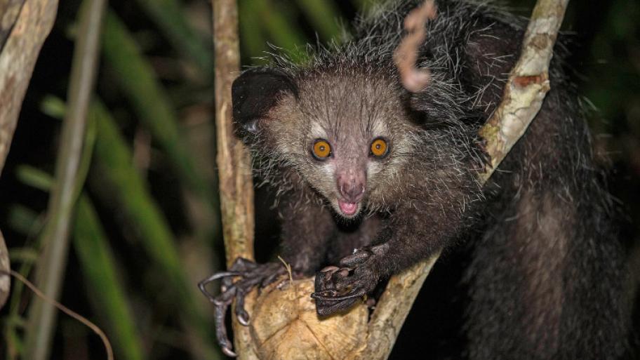 Fingertier sitzt in einem Baum und guckt in die Kamera; orangene Augen, spitz zulaufender Kopf und runde Ohren; schwarz-weiße Haare; lange Krallen/Finger