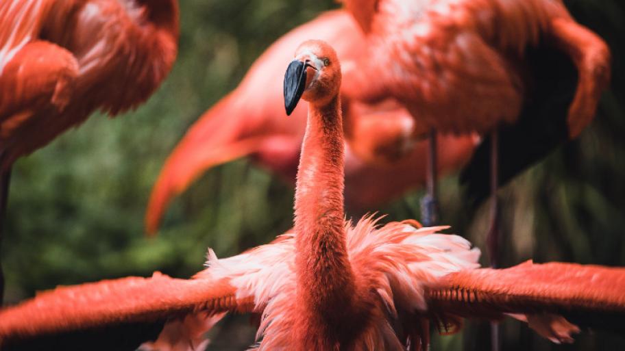 Flamingo streckt Flügel nach beiden Seiten aus und guckt mit lang gestrecktem Hals direkt in die Kamera