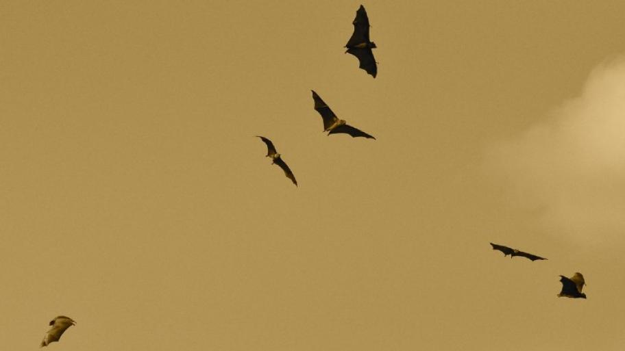 Fledermäuse fliegen durch die Luft, der Himmel ist gelb gefärbt