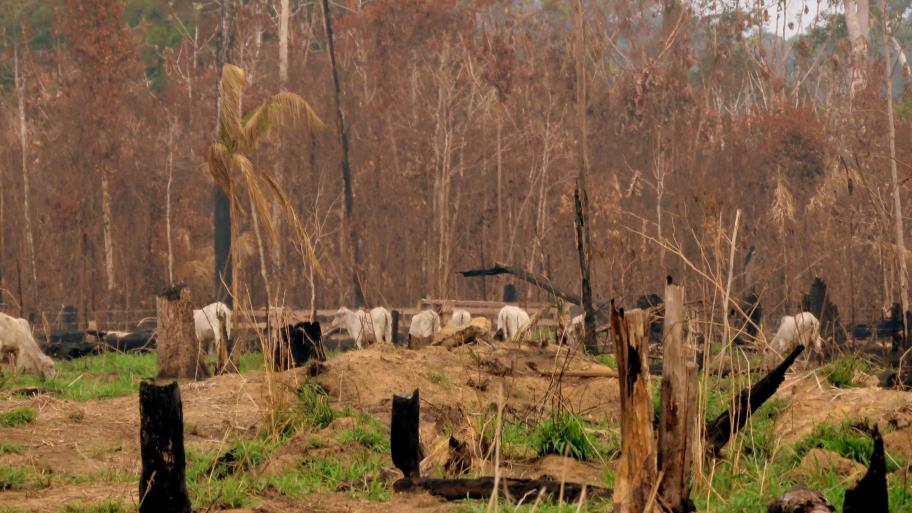 Rinder grasen auf abgebrannter Waldfläche