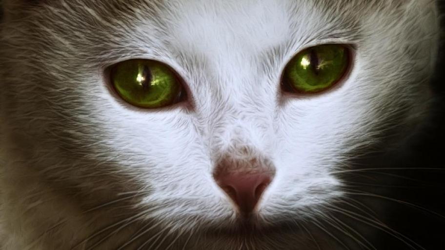 Katze mit weißem Fell und grünen, funkelnden Augen schaut direkt in die Kamera