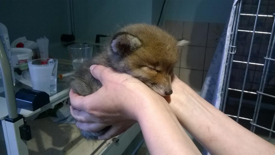 Ein Fuchsbaby in den Armen von Michéle.