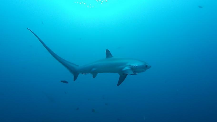 Fuchshai unter Wasser; Schwanzflosse ist fast genauso lang wie der Rest des Haikörpers