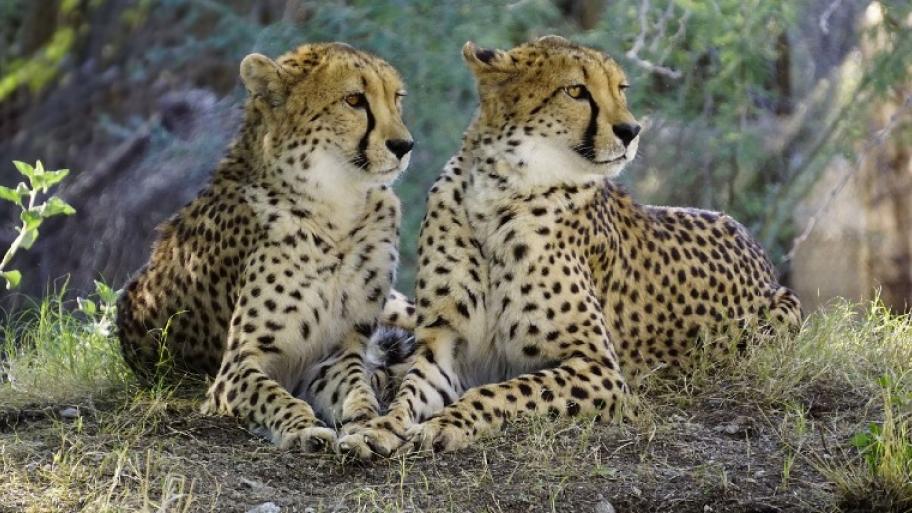 Zwei Geparden sitzen nebeneinander und schauen beide nach links