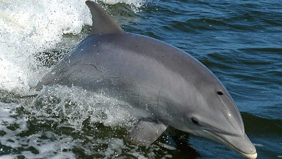 Grauer Delfin, der in einer Welle an die Wasseroberfläche kommt