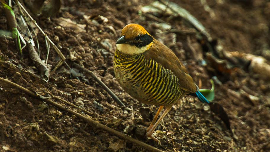 Goldkehlpitta