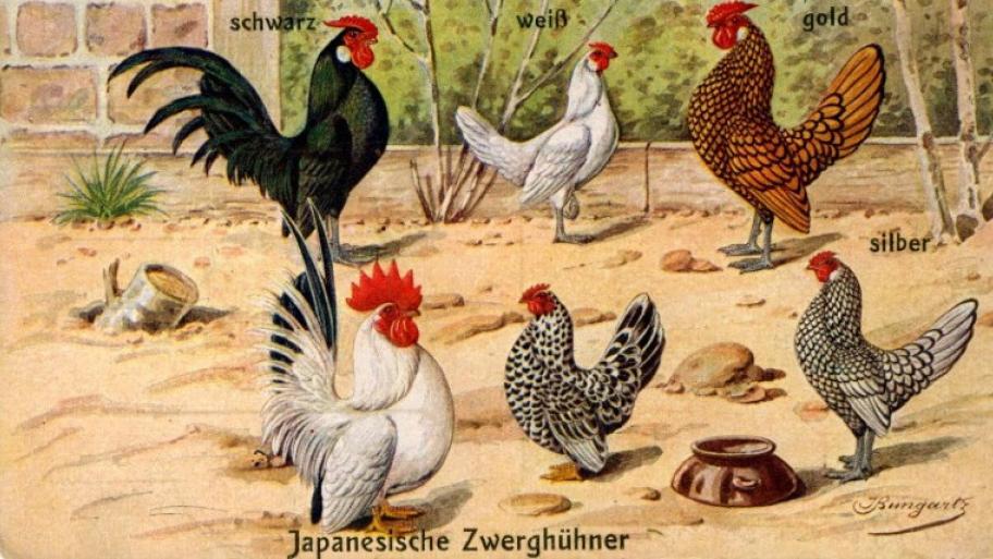 Illustration von fünf Bantam Hühnenr in den Farben schwarz, weiß,  silber, gold und gefleckt