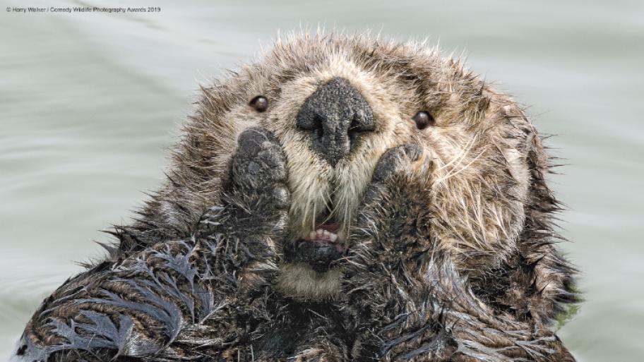 ein Otter 