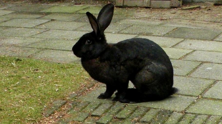 Schwarzes Hasenkaninchen mit schlankem Körperbau, langen Löffeln und Sprungbeinen