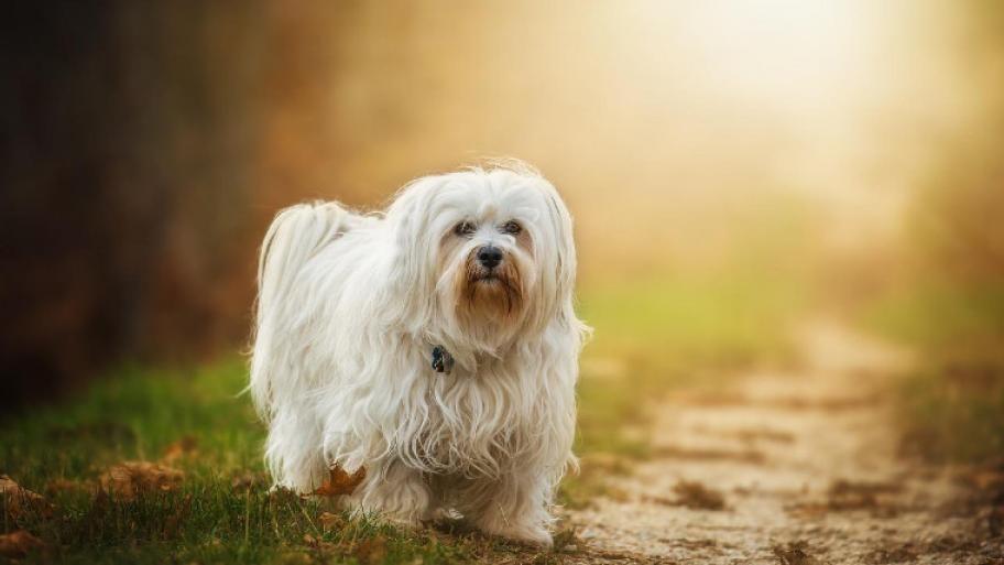 Weißer Hund mit sehr langem, weißem Fell, im Hintergrund geht die Sonne unter