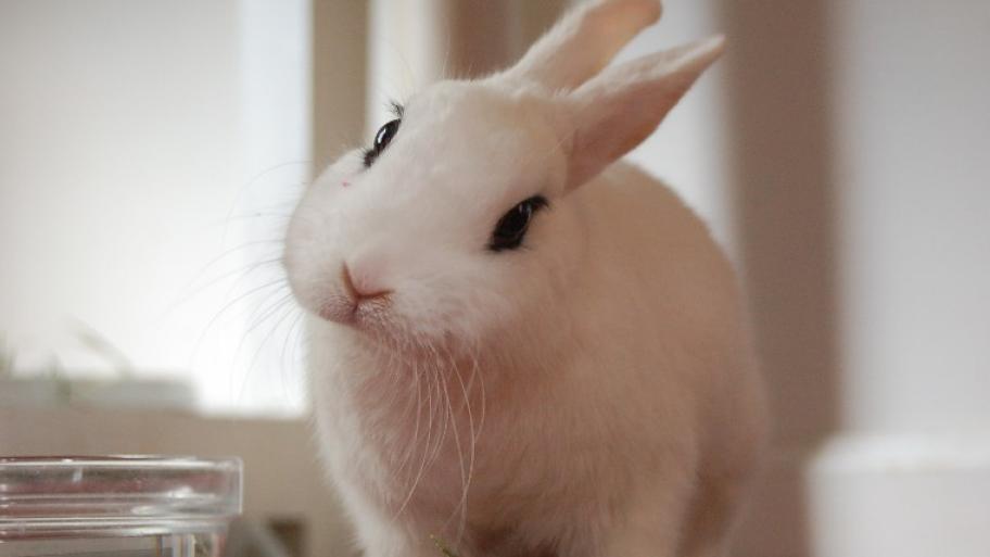 ein Hoto Kaninchen sitzt neben einer Wasserschale und schaut in die Kamera, sein Fell ist weiß, die Augen dunkel, darum ein dünner, schwarzer Rand