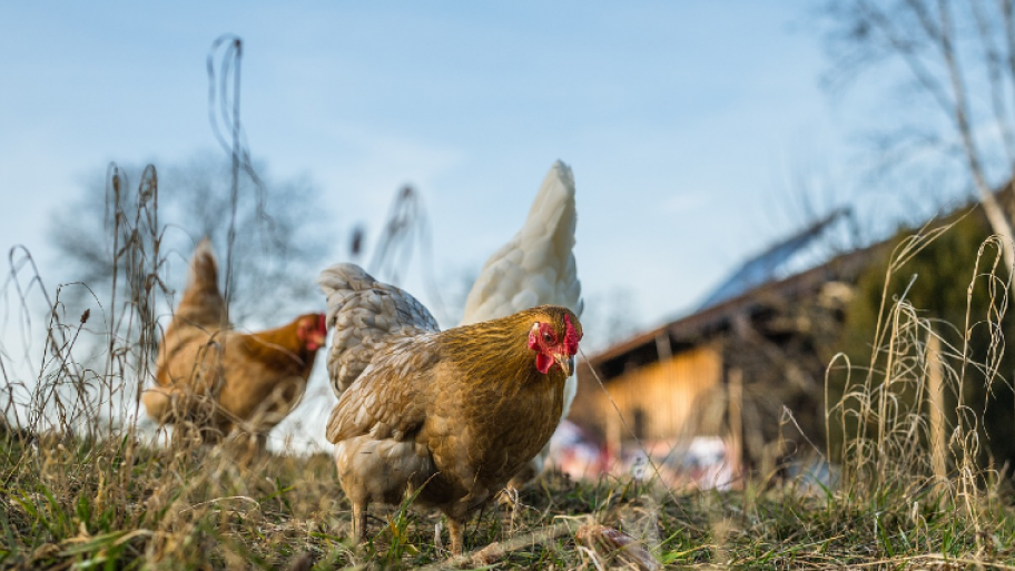 Zwei Hühner stehen auf einer Wiese und suchen im Gras nach Futter, ein hellbraune Hühner und ein weiß-schwarz geflecktes Huhn mit rotem Kamm