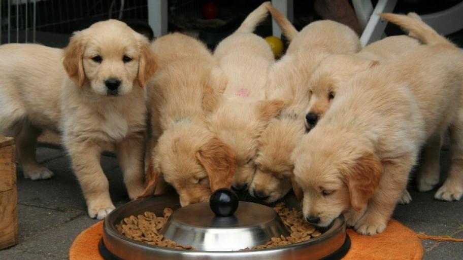 Sechs Golden Retriever Welpen stehen um einen Fressnapf mit Trockenfutter