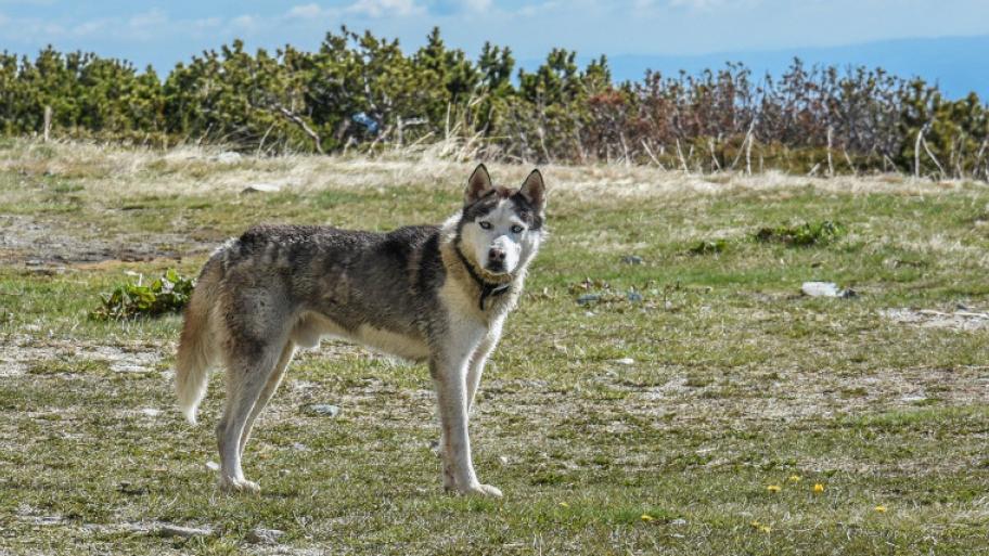 ein Huskey