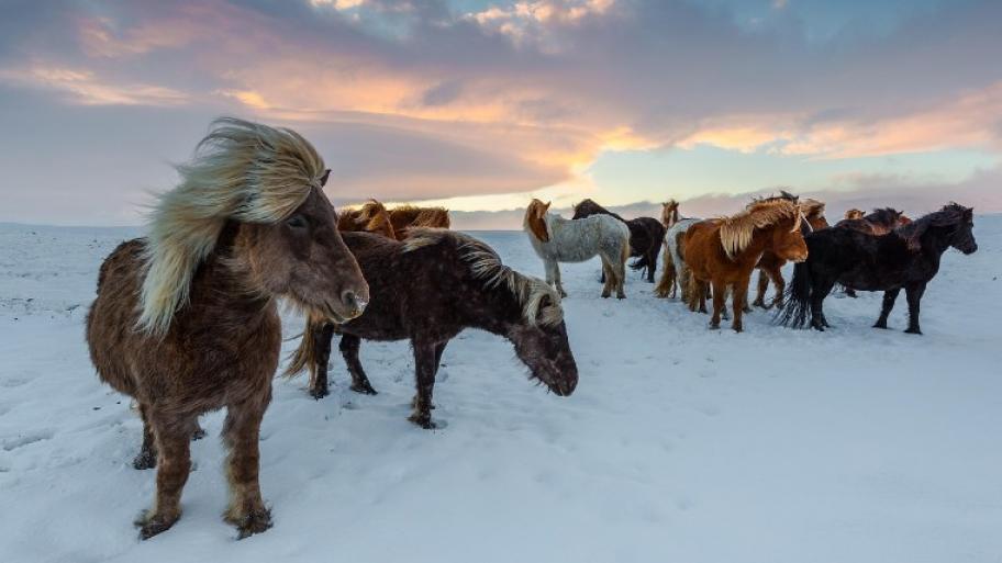 Islandpferde mit wehenden Mähnen, Boden ist mit Schneebedeckt, am Himmel werden die Wolken von der untergehenden Sonne angestrahlt