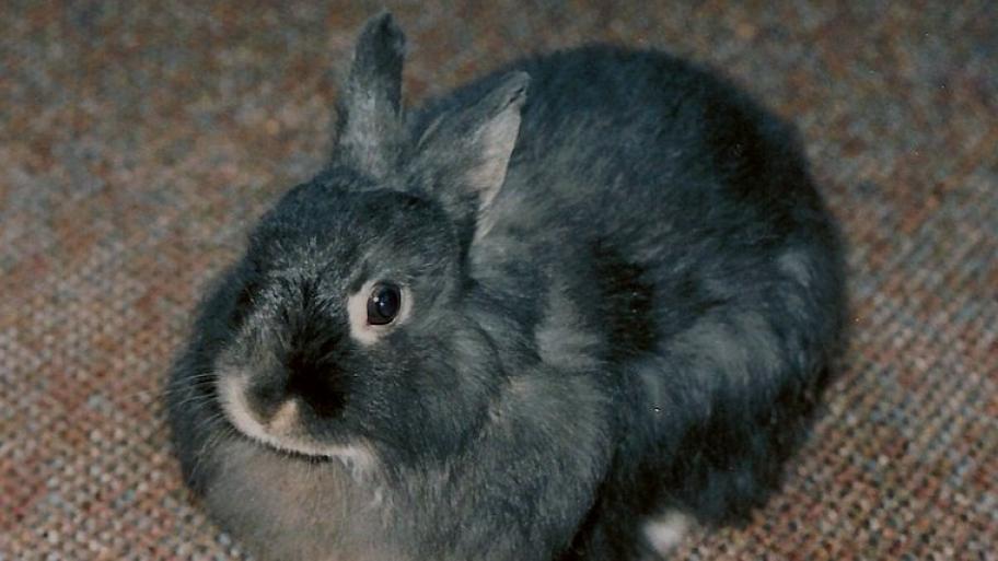 Jersey Wooly Kaninchen mit grauem, dichtem Fell; rundlicher Körper