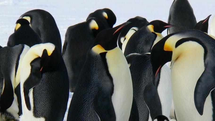 Eine Gruppe schwarz- weißer Pinguine auf dem Eis versammelt